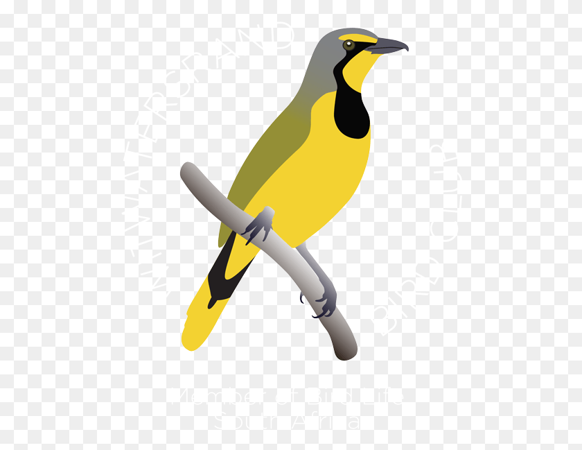 497x589 Wits Bird Club Logo Wits Bird Club Retina Logo Piciformes, Животное, Канарейка, Зяблик Png Скачать