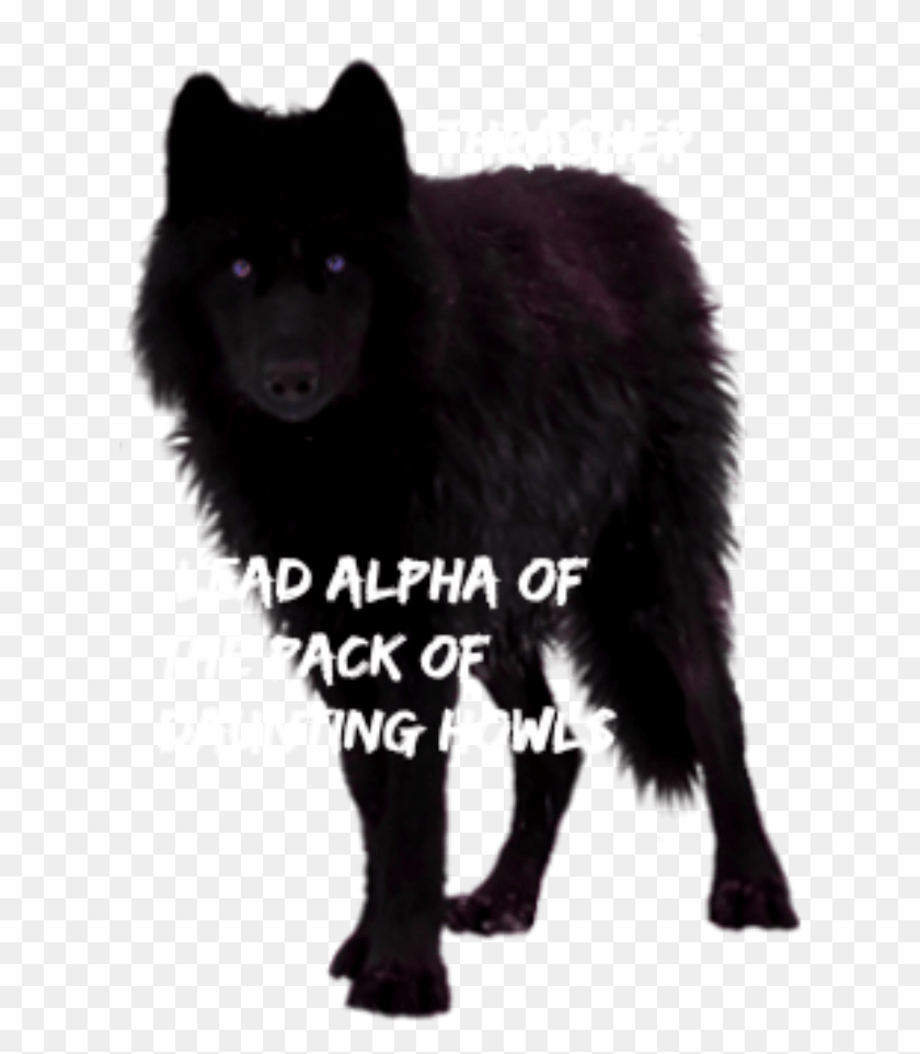 624x902 Wolf, Mammal, Animal, Red Wolf HD PNG Download