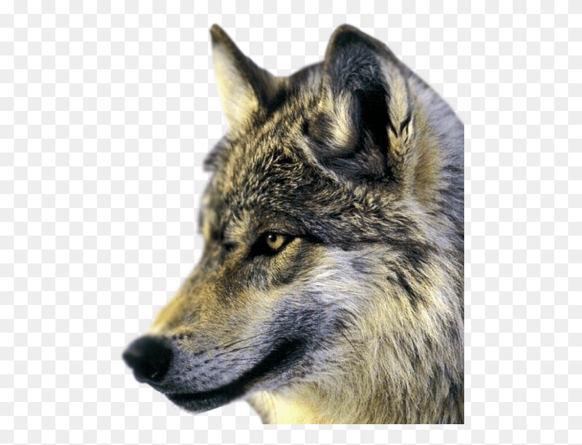 500x582 Wolf, Mammal, Animal, Dog HD PNG Download