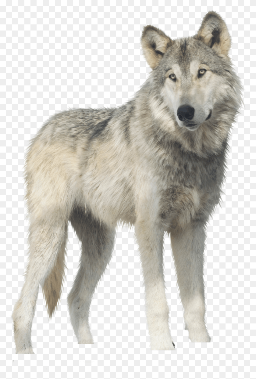 825x1251 Wolf, Mammal, Animal, Dog HD PNG Download