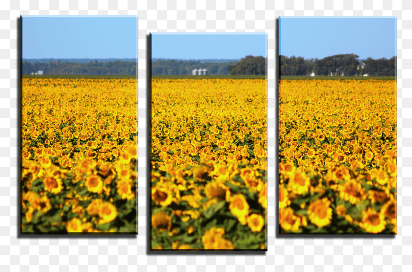 1528x968 Wolf 3 Panel Canvas Print 099 01 Sunflower Field Field, Flower, Plant, Blossom HD PNG Download