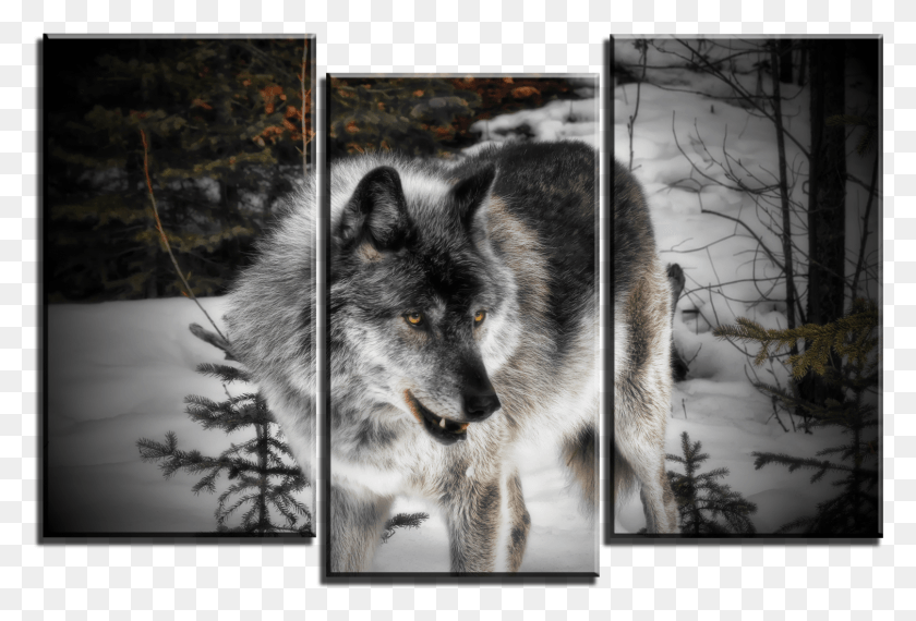 1508x986 Wolf 3 Panel Canvas Print 099 Joe Lynn Design, Collage, Poster, Advertisement HD PNG Download