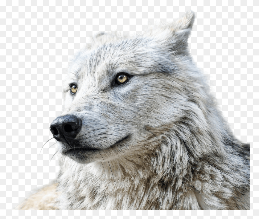 862x720 Wolf Animals Predator Clipping Graphics Carnivore, Mammal, Animal, Dog HD PNG Download