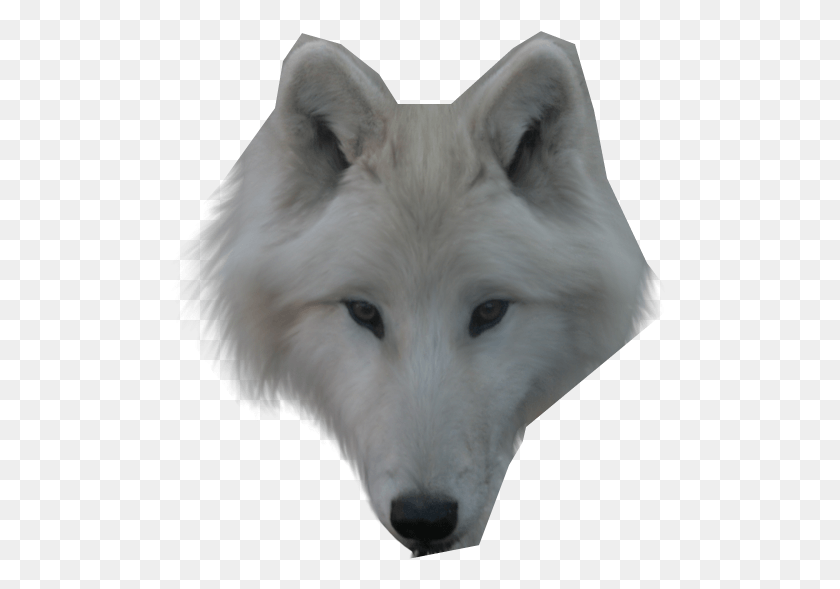 501x529 Wolf Face White Wolf Face Transparent, Dog, Pet, Canine HD PNG Download