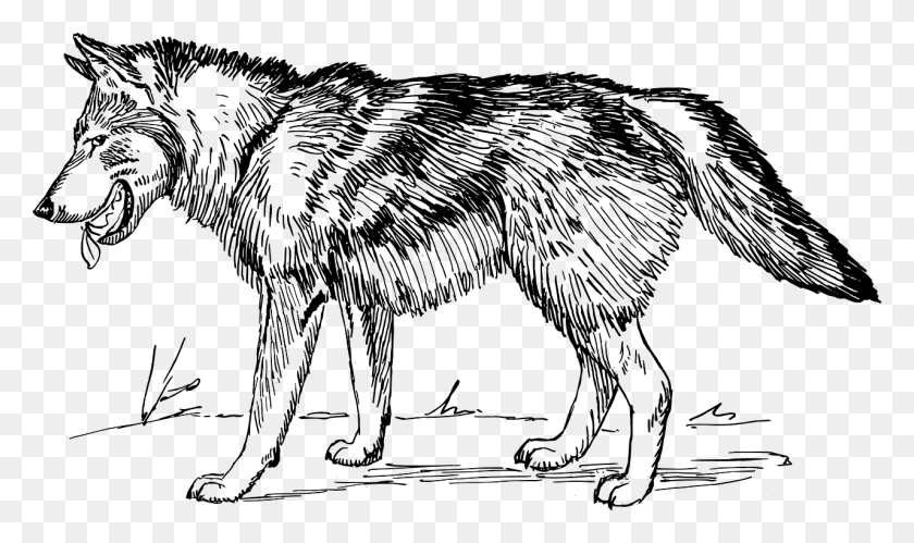 1280x722 Wolf Line Drawing Wolf Clip Art Black And White, Gray, World Of Warcraft HD PNG Download