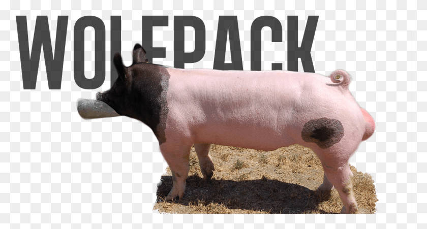 1121x562 Wolf Pack Domestic Pig, Hog, Mammal, Animal HD PNG Download