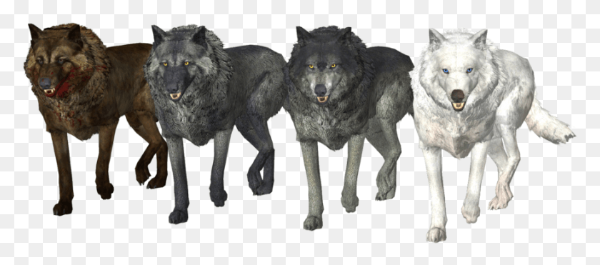 876x350 Волк Стая Бесплатное Изображение Волк, Млекопитающее, Животное, Собака Hd Png Скачать