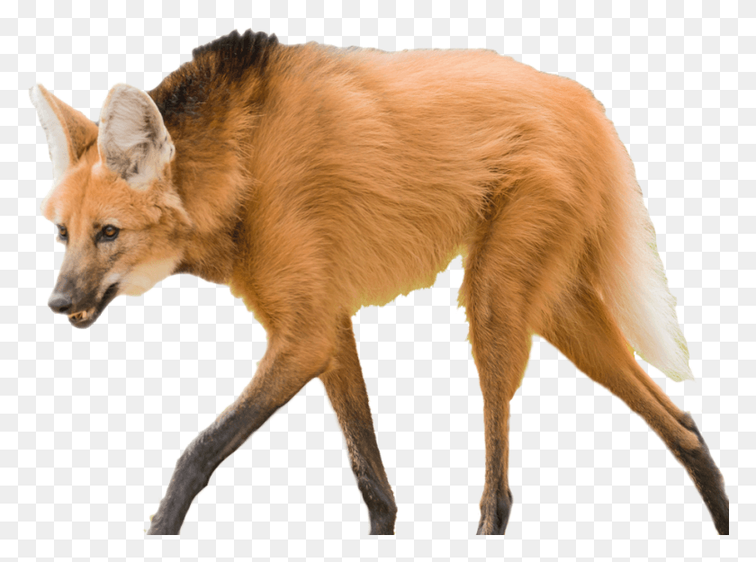 922x668 Wolf Photoshopped Maned Wolf, Red Fox, Fox, Canine HD PNG Download