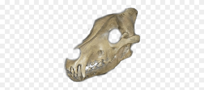 317x311 Wolf Skull Skull, Fossil, Head, Skeleton HD PNG Download
