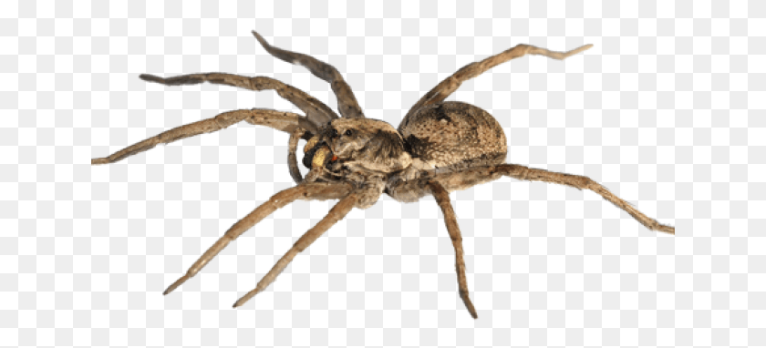 641x322 Wolf Spider, Invertebrate, Animal, Arachnid HD PNG Download