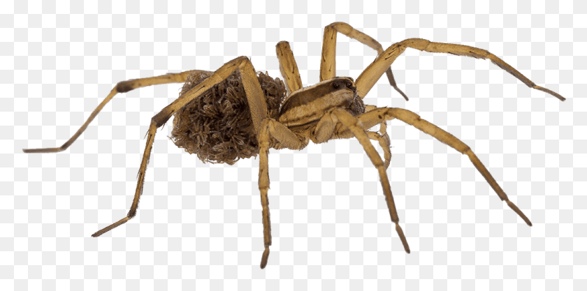 1046x479 Wolf Spider Babies White Background Native New Zealand Insects, Invertebrate, Animal, Arachnid HD PNG Download
