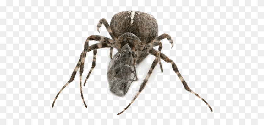516x340 Wolf Spider Insect Tarantula Spiders Transprent Spider Web, Animal, Invertebrate, Arachnid HD PNG Download