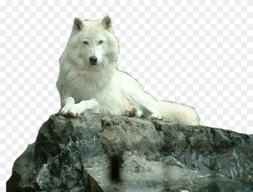 Wolf White, Animal, Bear, Canine, Dog PNG