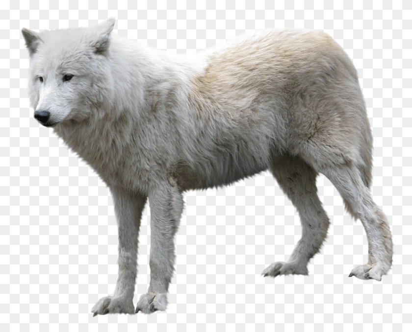 930x737 Wolf With Butterfly Picmix Gif, Mammal, Animal, Dog HD PNG Download