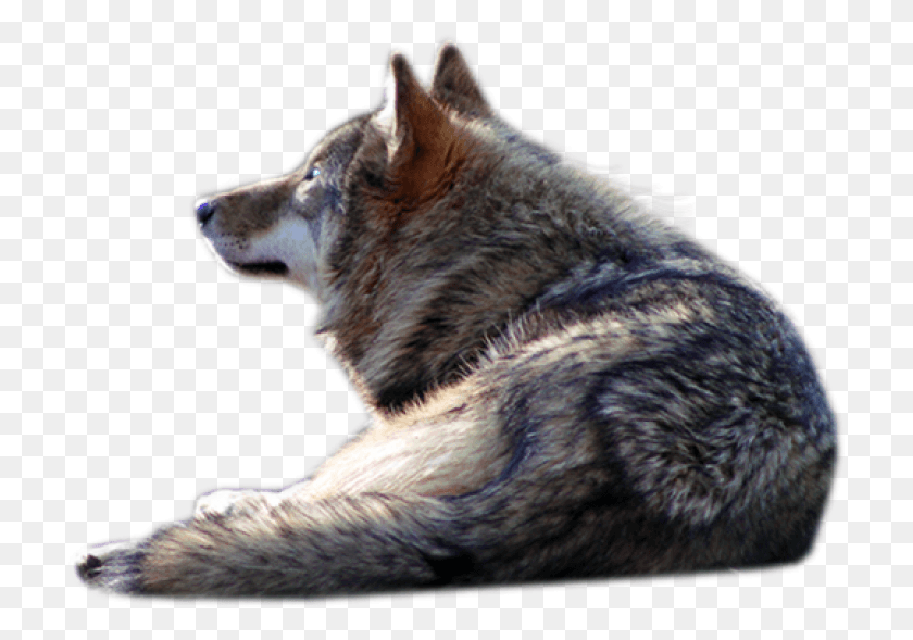 715x529 Волк Волк, Млекопитающее, Животное, Красный Волк Png Скачать