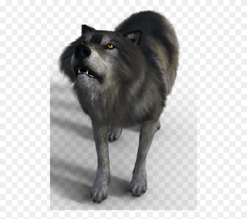 501x685 Lobo Png / Depredador Hd Png