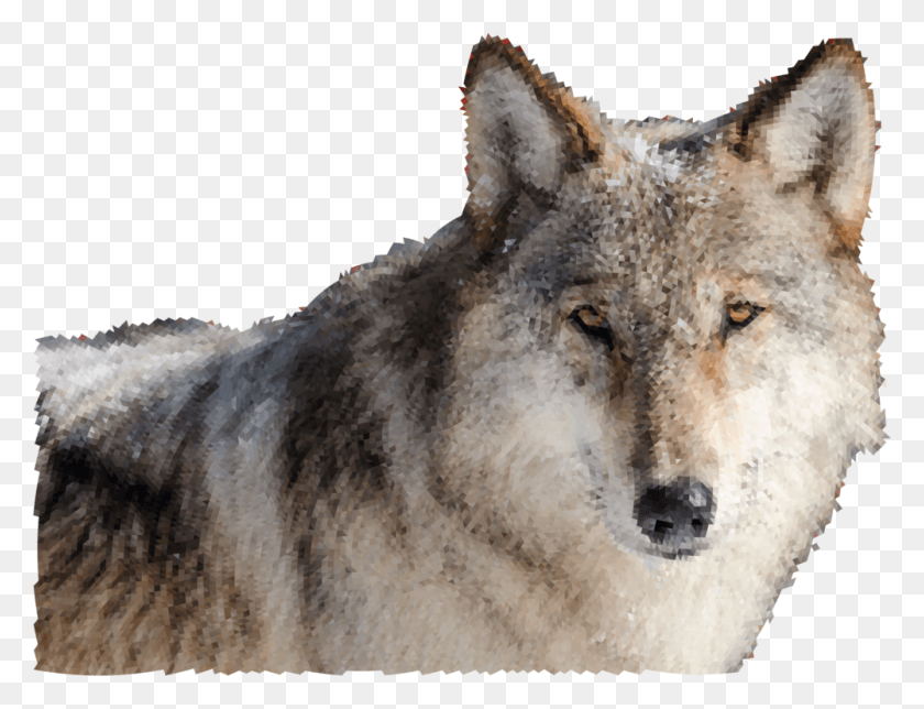 1001x750 Wolves Clipart Real Wolf Wolf Face Front, Mammal, Animal, Coyote HD PNG Download