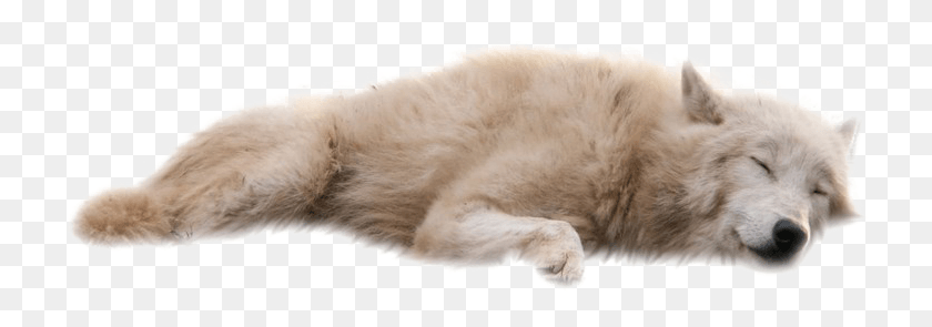 734x235 Wolves Transparent Background, Mammal, Animal, Cat HD PNG Download