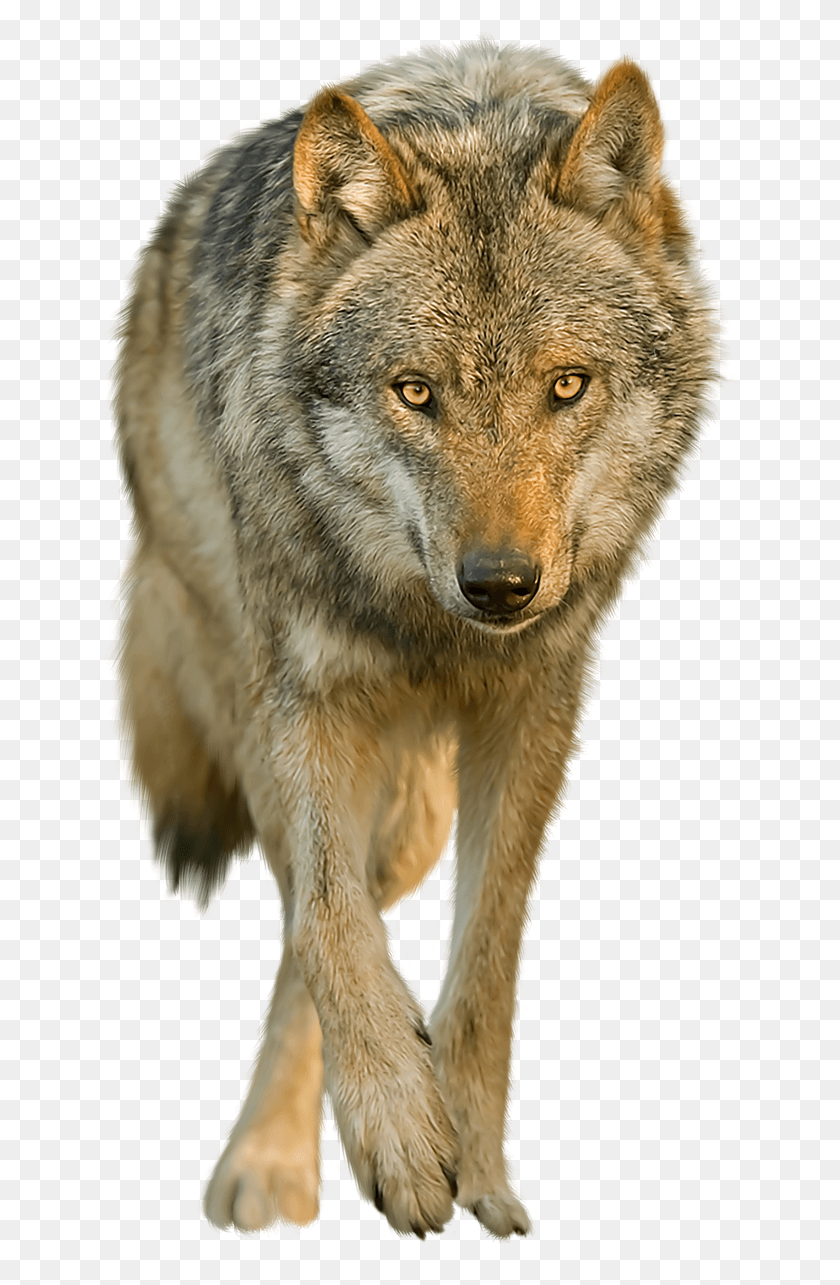 652x1225 Wolves Transparent Background Wolf Transparent Background, Mammal, Animal, Dog HD PNG Download