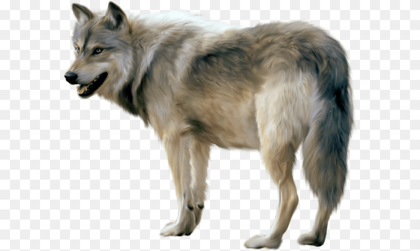 Wolves Images Gray Wolf, Animal, Canine, Dog, Mammal Clipart PNG