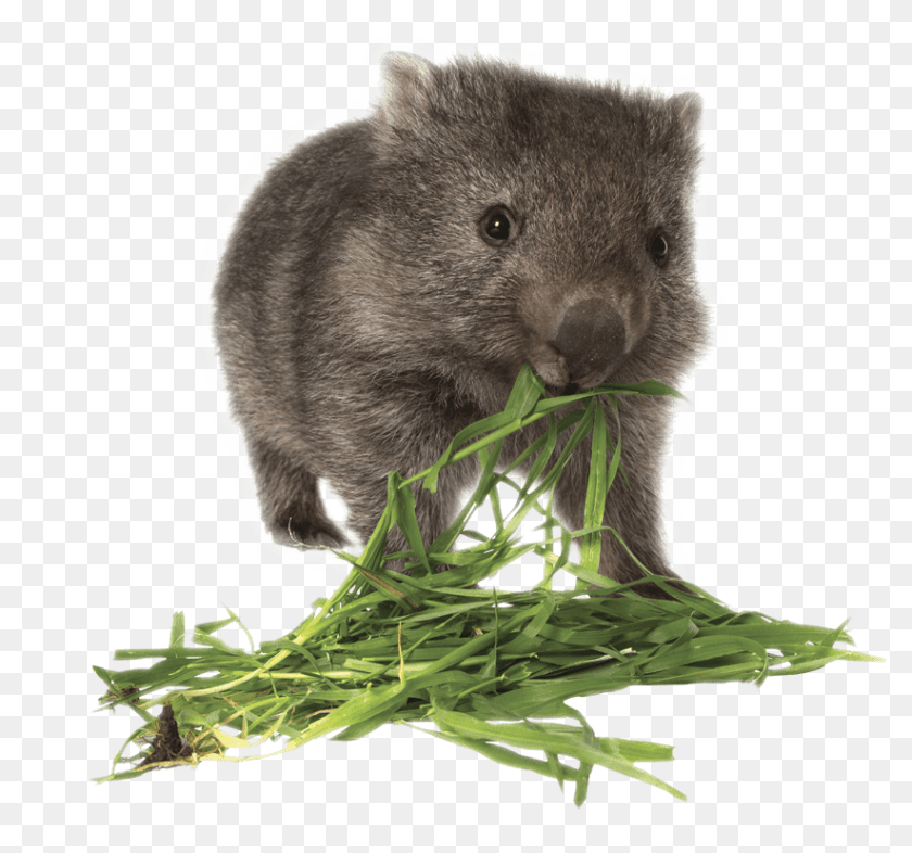 Wombat Eating Grass, Animal, Bear, Mammal, Wildlife Sticker PNG