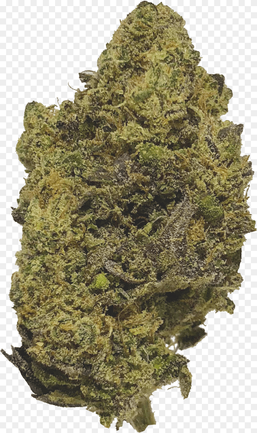 Wonder Dawg Ns1 Pond Pine PNG