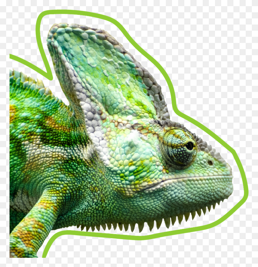805x837 Descargar Png Wonderful Dream39S Exotic Reptile Animal, Serpiente, Iguana, Lagarto Hd Png