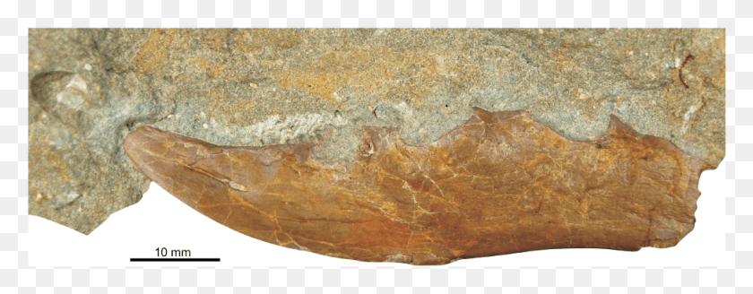 971x334 Wood, Soil, Rock, Fossil HD PNG Download