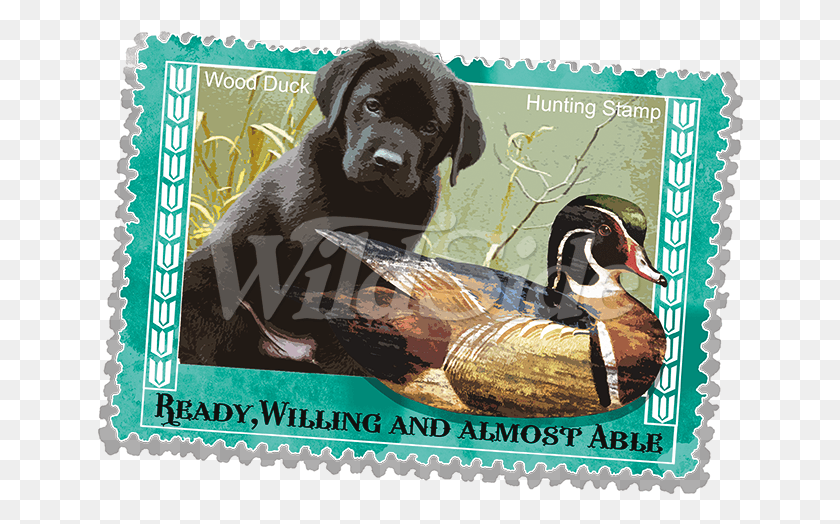 646x464 Wood Duck Hunting Stamp Labrador Retriever, Bird, Animal, Postage Stamp HD PNG Download