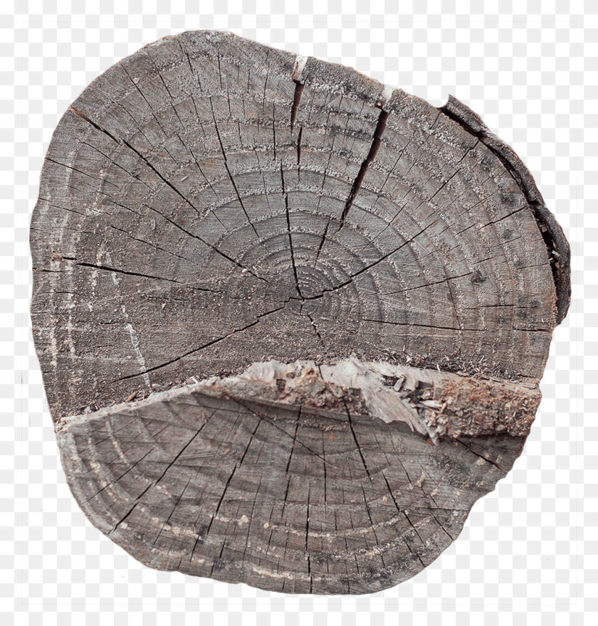 991x1043 Wood End 13 Tree Stump, Rug, Soil, Fossil HD PNG Download