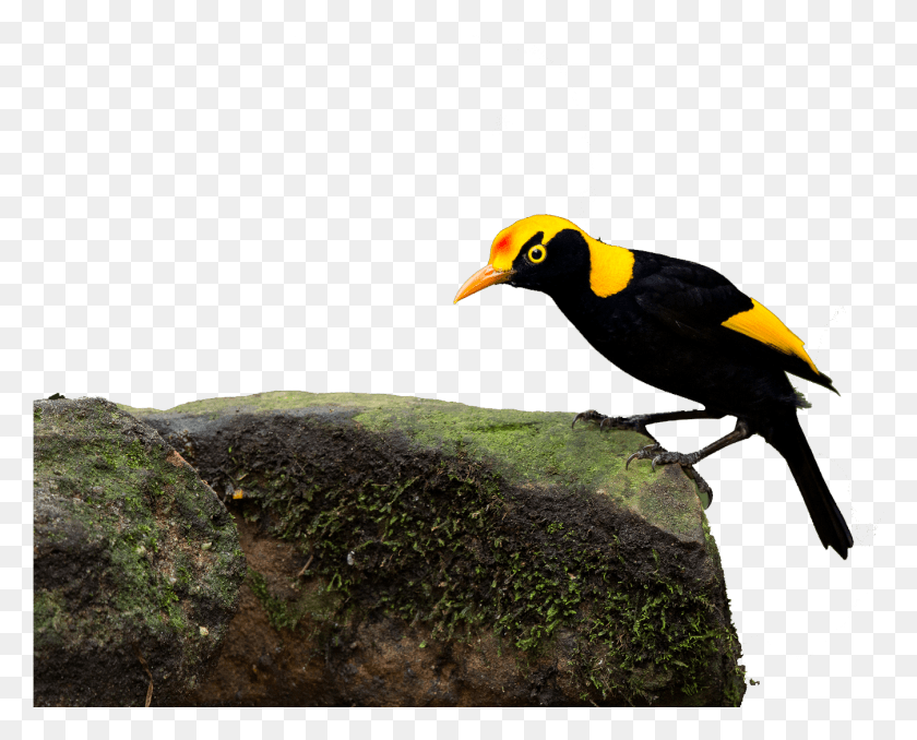 1347x1068 Woodpecker, Bird, Animal, Blackbird HD PNG Download