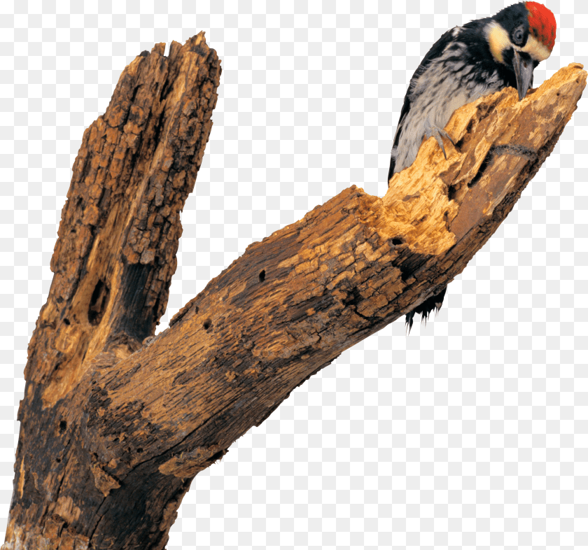 Woodpecker PNG
