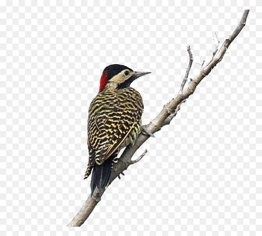 993x887 Woodpecker Acorn Woodpecker, Bird, Animal, Flicker Bird HD PNG Download