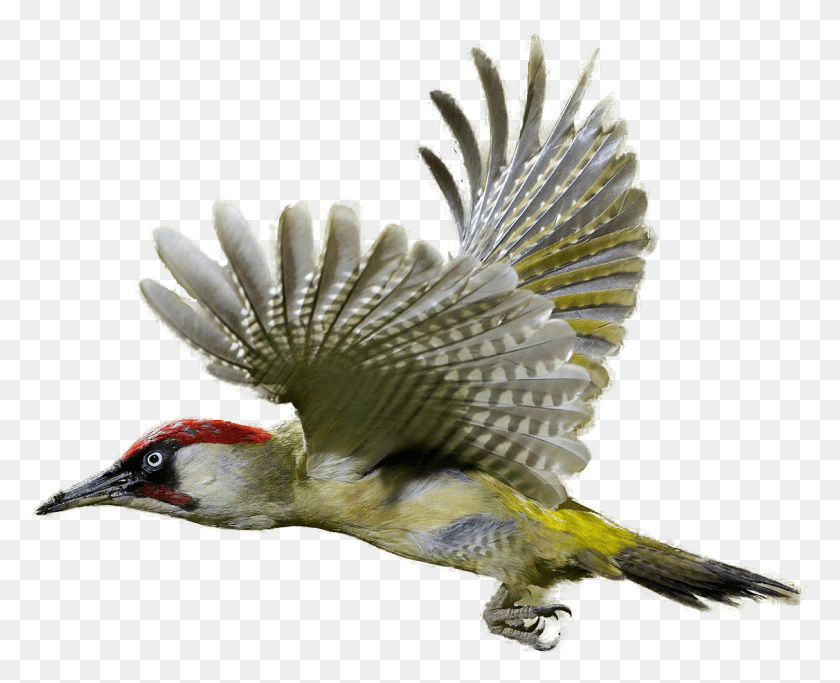 1127x901 Woodpecker Image Woodpecker, Bird, Animal, Flicker Bird HD PNG Download