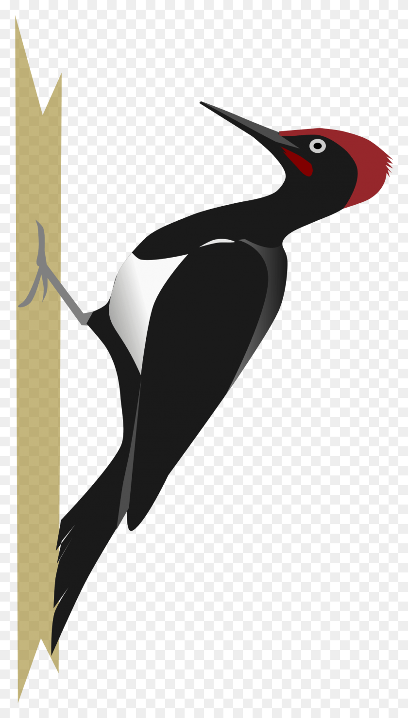 1048x1909 Woodpecker Woodpecker Bird Vector, Animal, Graphics HD PNG Download