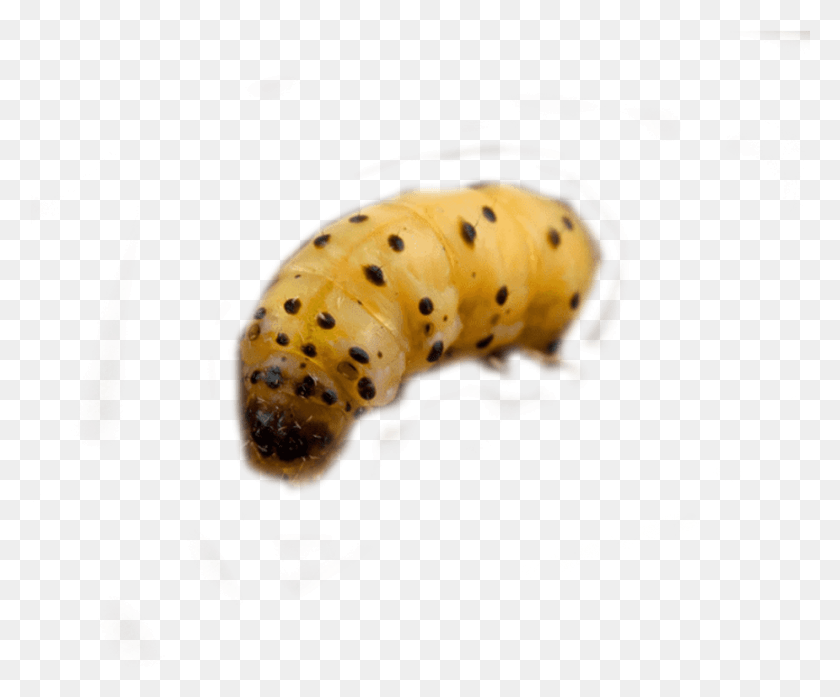 925x756 Woodworm Control And Woodworm Treatment By Swat Pest Caterpillar, Fungus, Animal, Sea Life HD PNG Download