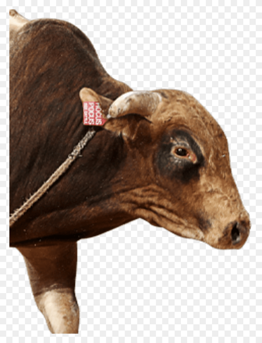 825x1100 Working Animal, Bull, Mammal, Cow HD PNG Download