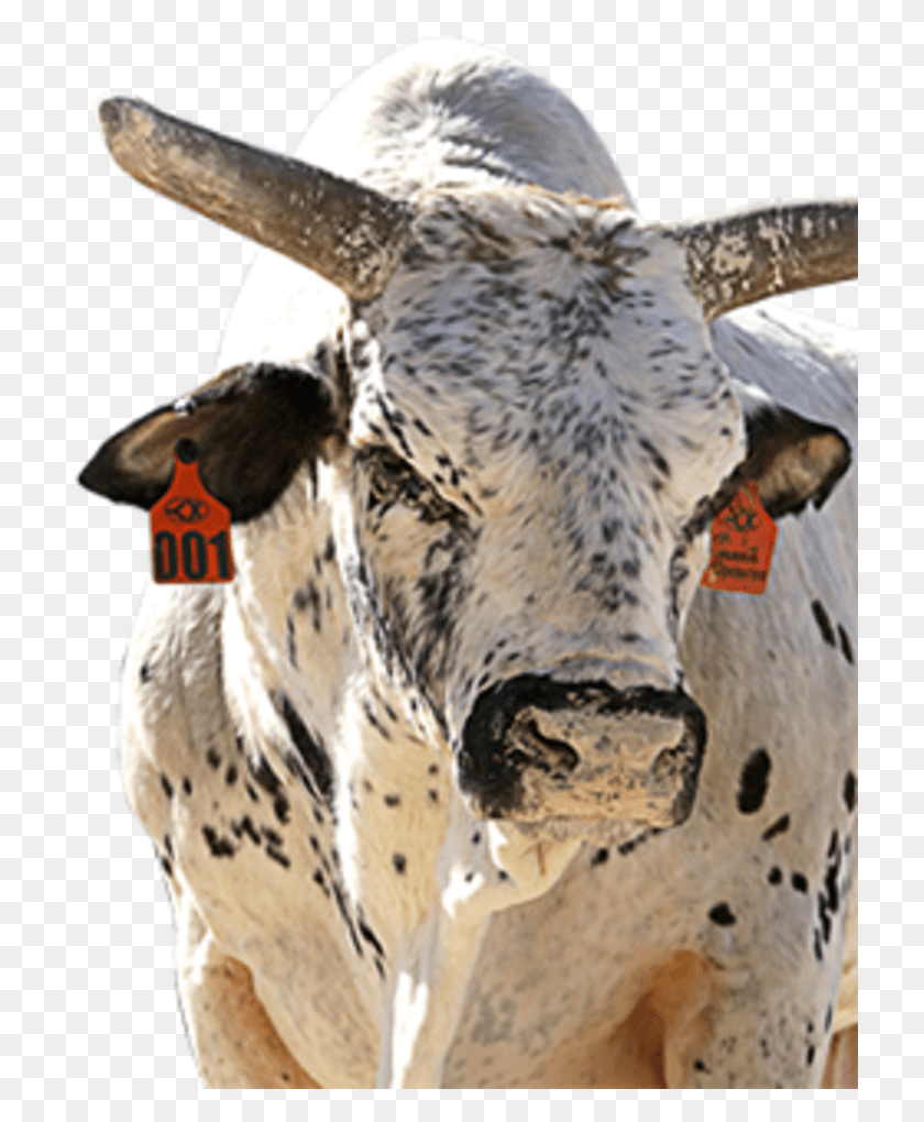 720x960 World Rank Bull, Cattle, Mammal, Animal HD PNG Download
