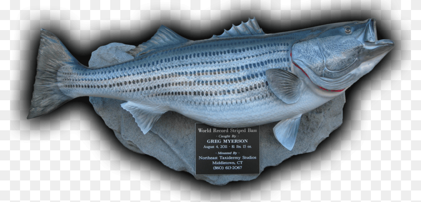800x403 World Record Striped Bass Fish Mount Replica 81 Lbs Striper Bass Trophy Mounts, Animal, Sea Life, Cod PNG