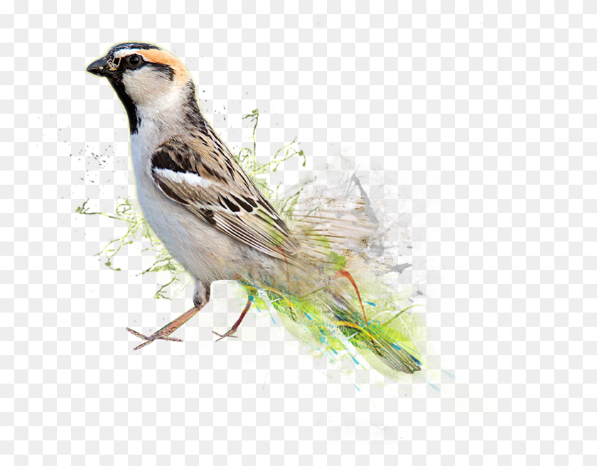 757x596 World Sparrow Day 2019, Bird, Animal, Anthus HD PNG Download