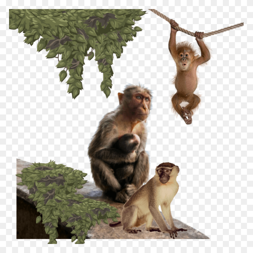 1024x1024 Worldanimalday Sticker High Resolution Monkeys, Monkey, Wildlife, Mammal HD PNG Download