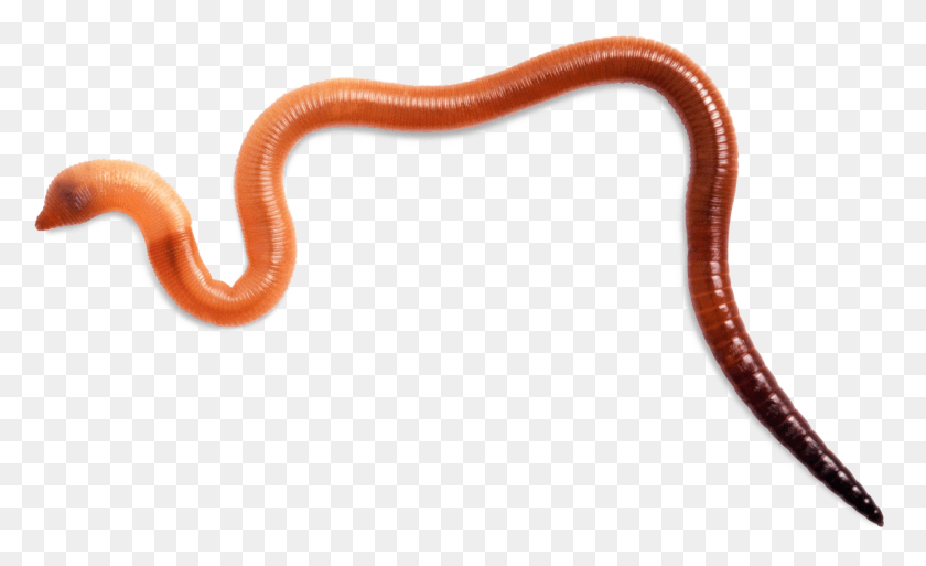 1837x1069 Worms Background Image Invertebrate Animal Worms, Worm, Axe, Tool HD PNG Download