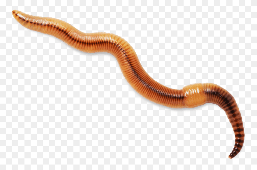 1881x1202 Worms Transparent Background Invertebrate, Animal, Worm, Fungus HD PNG Download