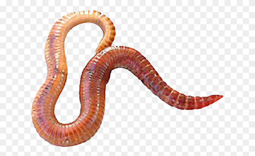 637x454 Worms Transparent Images Eisenia Fetida, Snake, Reptile, Animal HD PNG Download