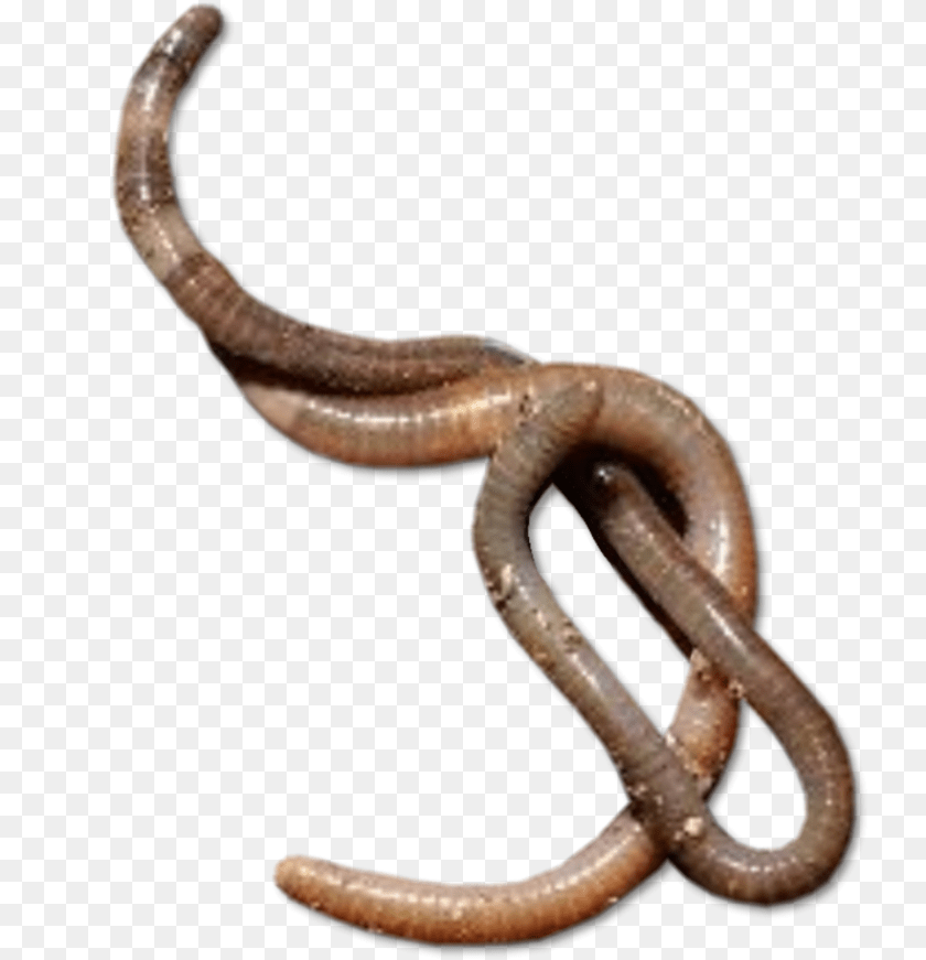 735x871 Worms Transparent Worm, Animal, Reptile, Snake, Invertebrate PNG
