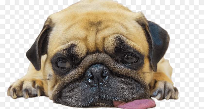 840x450 Worn Out Pug, Animal, Canine, Dog, Mammal Clipart PNG