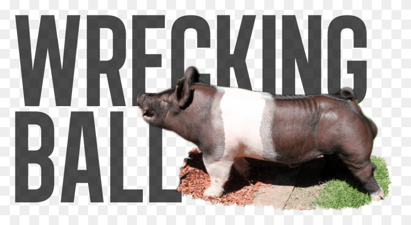 1108x569 Wrecking Ball Pre Order Overrun Last Call Suidae, Pig, Mammal, Animal HD PNG Download