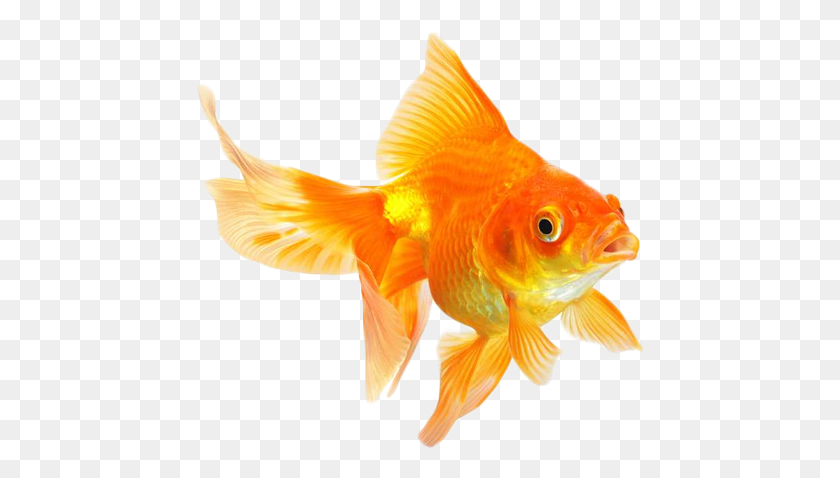 449x418 Png Золотая Рыбка Животное, Рыба Hd Png Скачать
