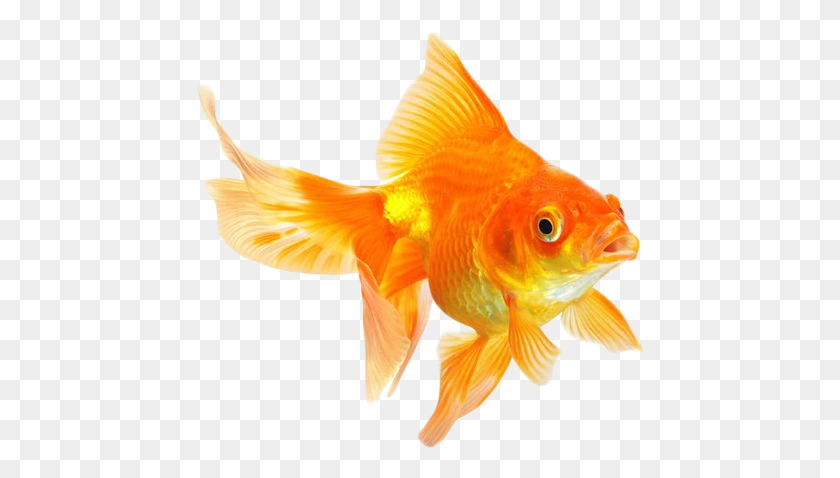 449x418 Descargar Png / Peces De Colores Hd Png