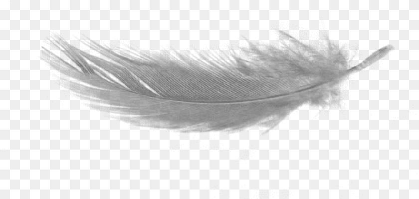 Writing Implement Background Feather, Adult, Bride, Female, Person Transparent PNG